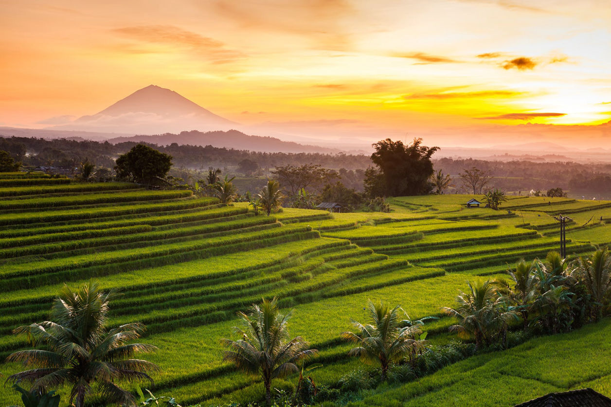 Diedi Bali Driver - Jatiluwih Rice Terrace